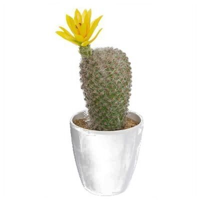 Planta de cactus artificiales