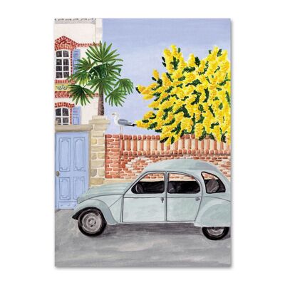 Breton Mimosa postcard