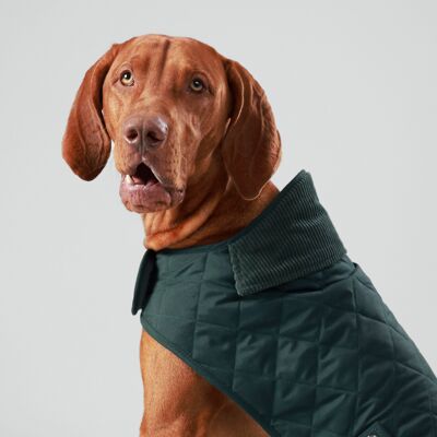 Hackett x Hugo & Hudson chaqueta acolchada para perros en verde bosque