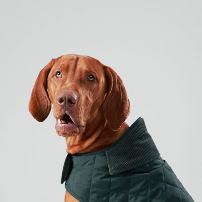 Hackett x Hugo & Hudson chaqueta acolchada para perros en verde bosque