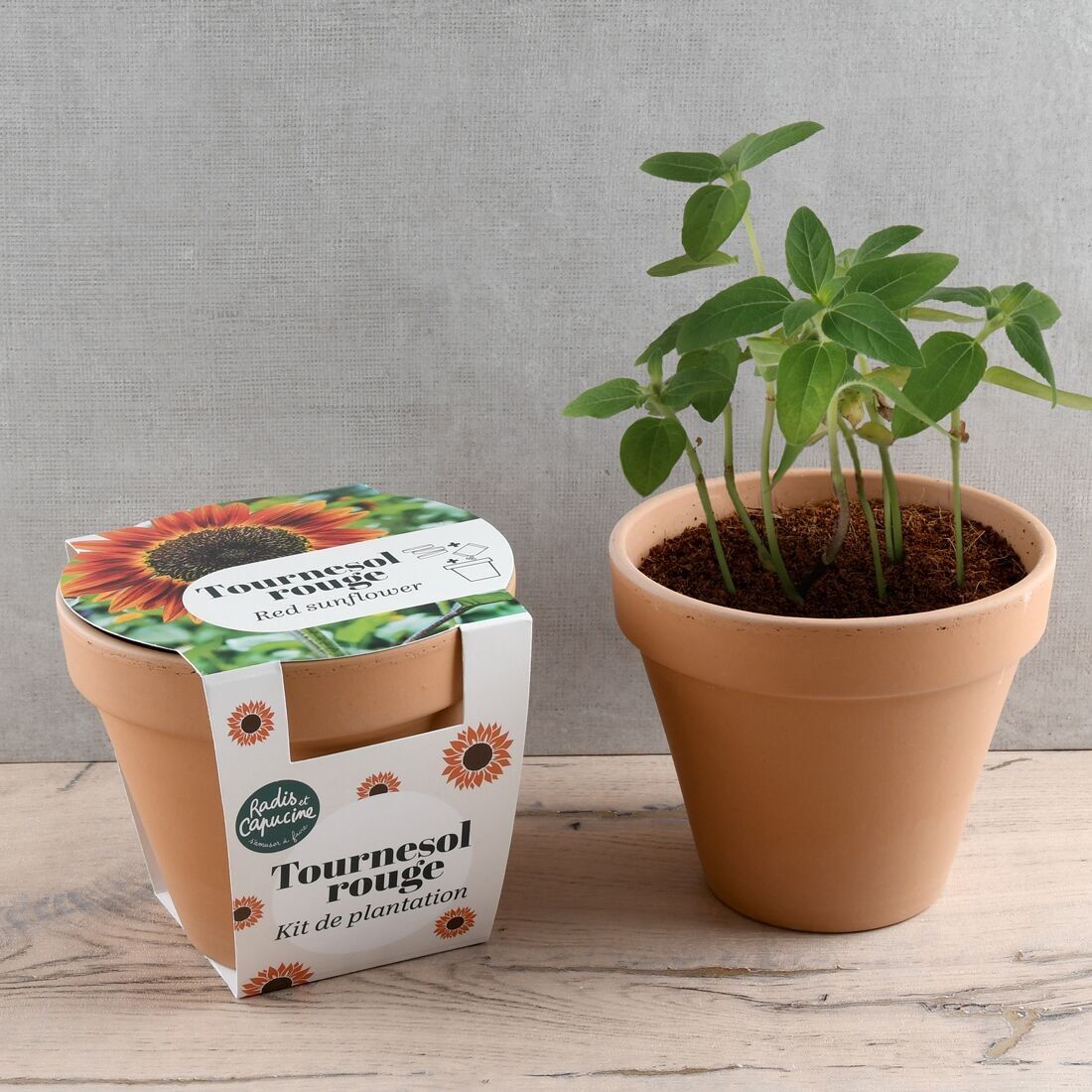 Vaso Antico in Terracotta - Girasole Rosso