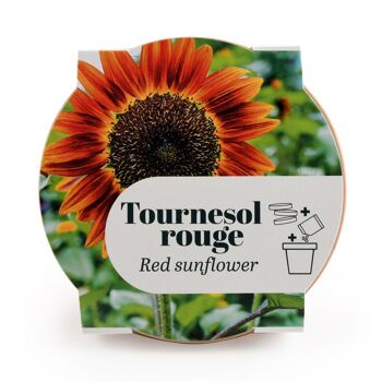 Pot Terre cuite Antique - Tournesol rouge 3