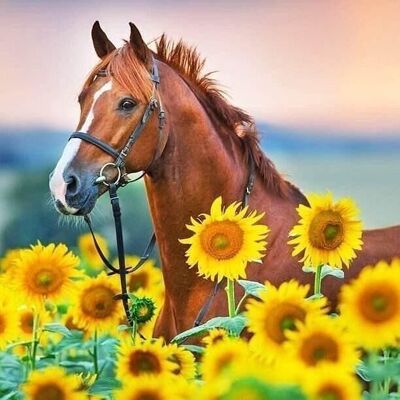 Diamond Painting Horse with Sunflowers, 40x40 cm, Round Drills