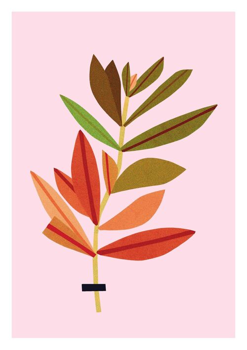 Illustration de feuilles de laurier