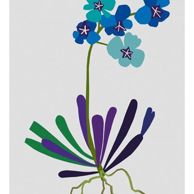 Illustration Orchidée bleue