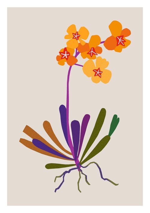 Illustration Orchidées Orange