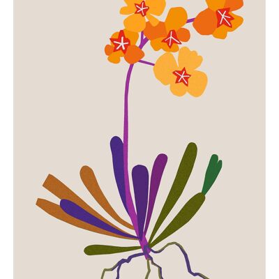 Illustration Orchidées Orange