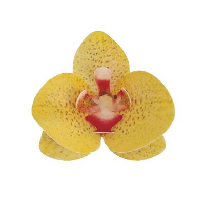 BOX OF 10 EDIBLE YELLOW WAFER ORCHIDS