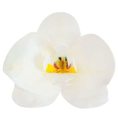 BOX OF 10 EDIBLE WHITE WAFER ORCHIDS