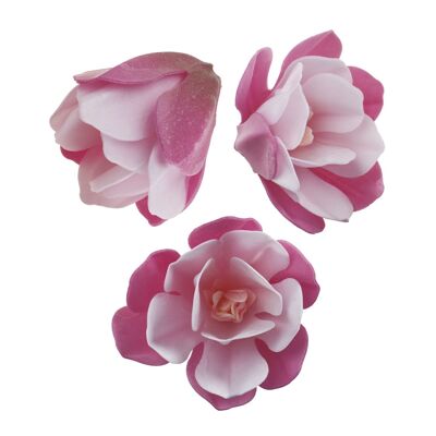 BOX OF 6 PINK WAFER MAGNOLIAS 6.5-7CM