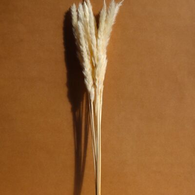 Strauß aus 12 feinen Pampas – 50–55 cm – Beige