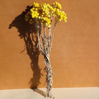 Mazzo di fiori sempreverdi essiccati - 35-40 cm - Giallo