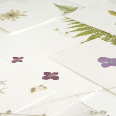 Set of 10 herbaria • A6 card format • various flowers & foliage | discount