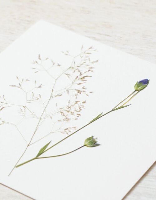 Herbier bouquet estival (plantes variées) • carte 10cm x 10cm • à encadrer