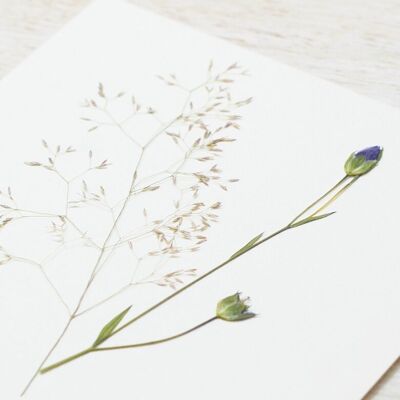 Herbarium-Sommerstrauß (verschiedene Pflanzen) • Karte 10 cm x 10 cm • zum Einrahmen