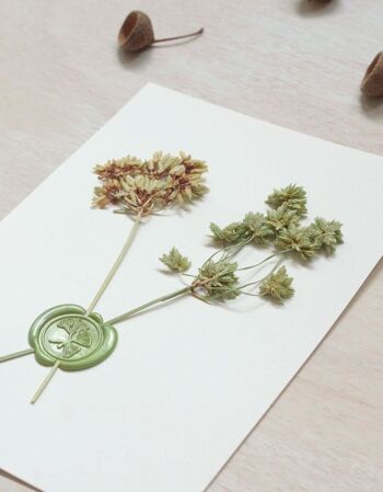 Herbier avec cachet de cire • petite affiche A5 • fleurs & feuillages variés 5