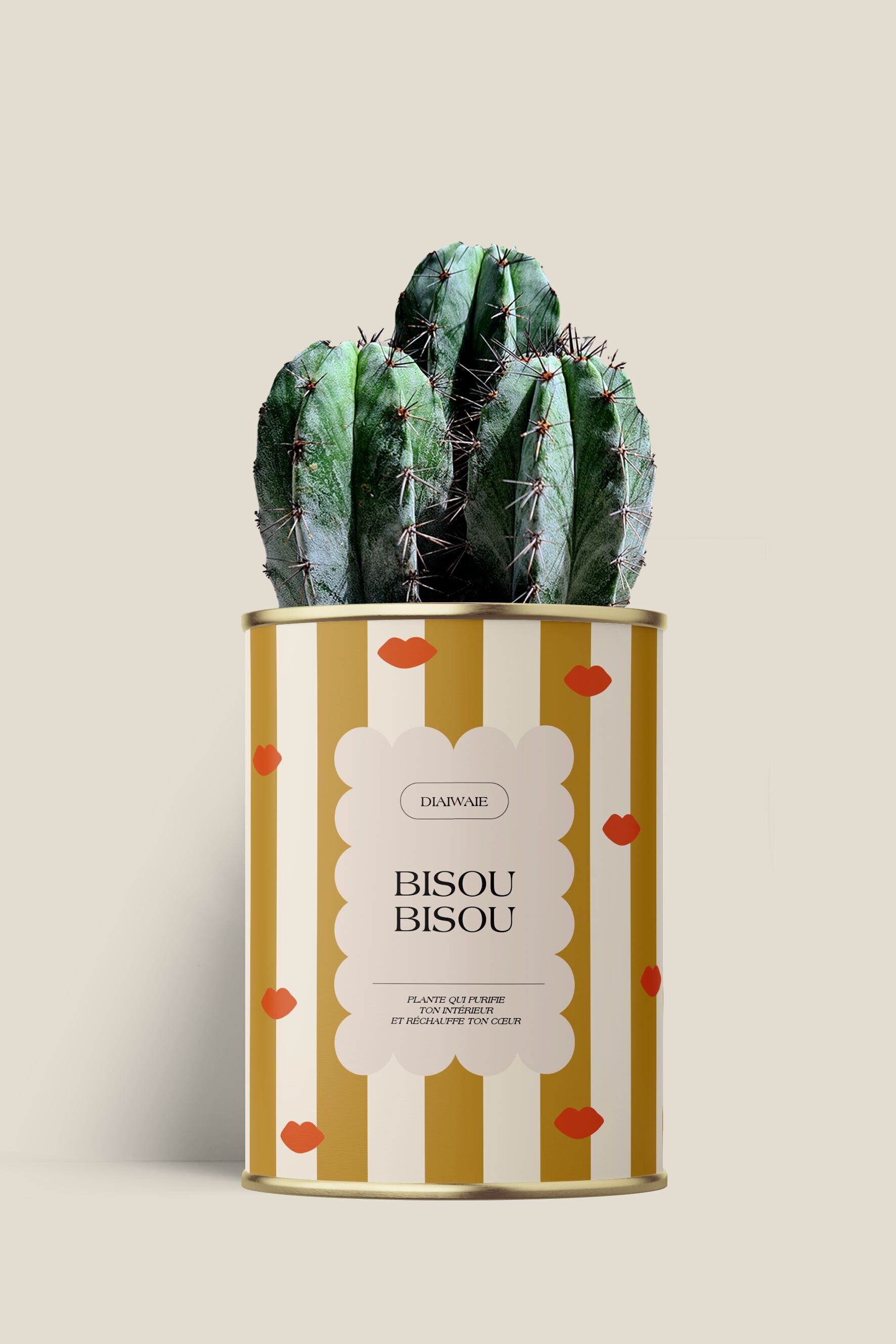 Bacio Bacio - Cactus/Aloe