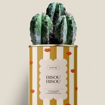 Kiss Kiss - Cactus / Aloe