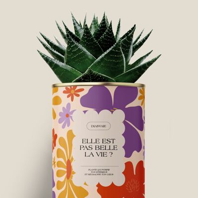 Isn't life beautiful? - Cactus / Aloe