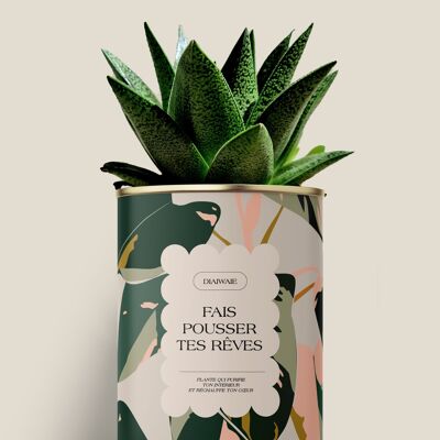 Haz crecer tus sueños - Cactus / Aloe