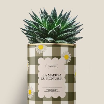 La casa de la felicidad - Cactus / Aloe