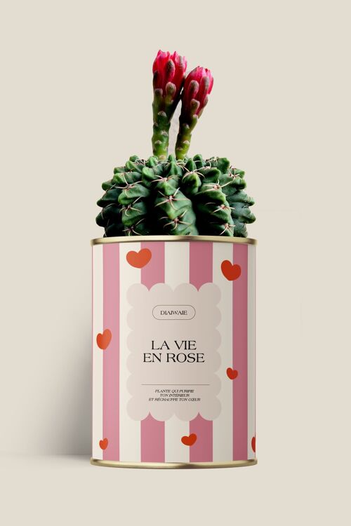 la vie en rose - Cactus /Aloé