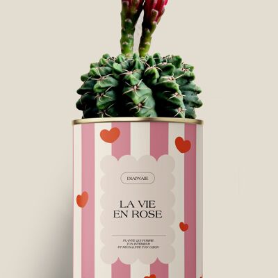 la vie en rose - Cactus/Aloe
