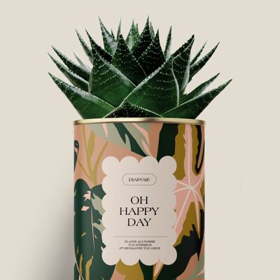 Oh, glücklicher Tag – Kaktus / Aloe