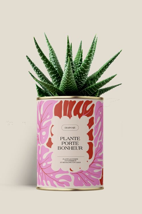 Plante porte bonheur - Cactus /Aloé