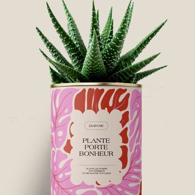 Glückspflanze - Kaktus / Aloe