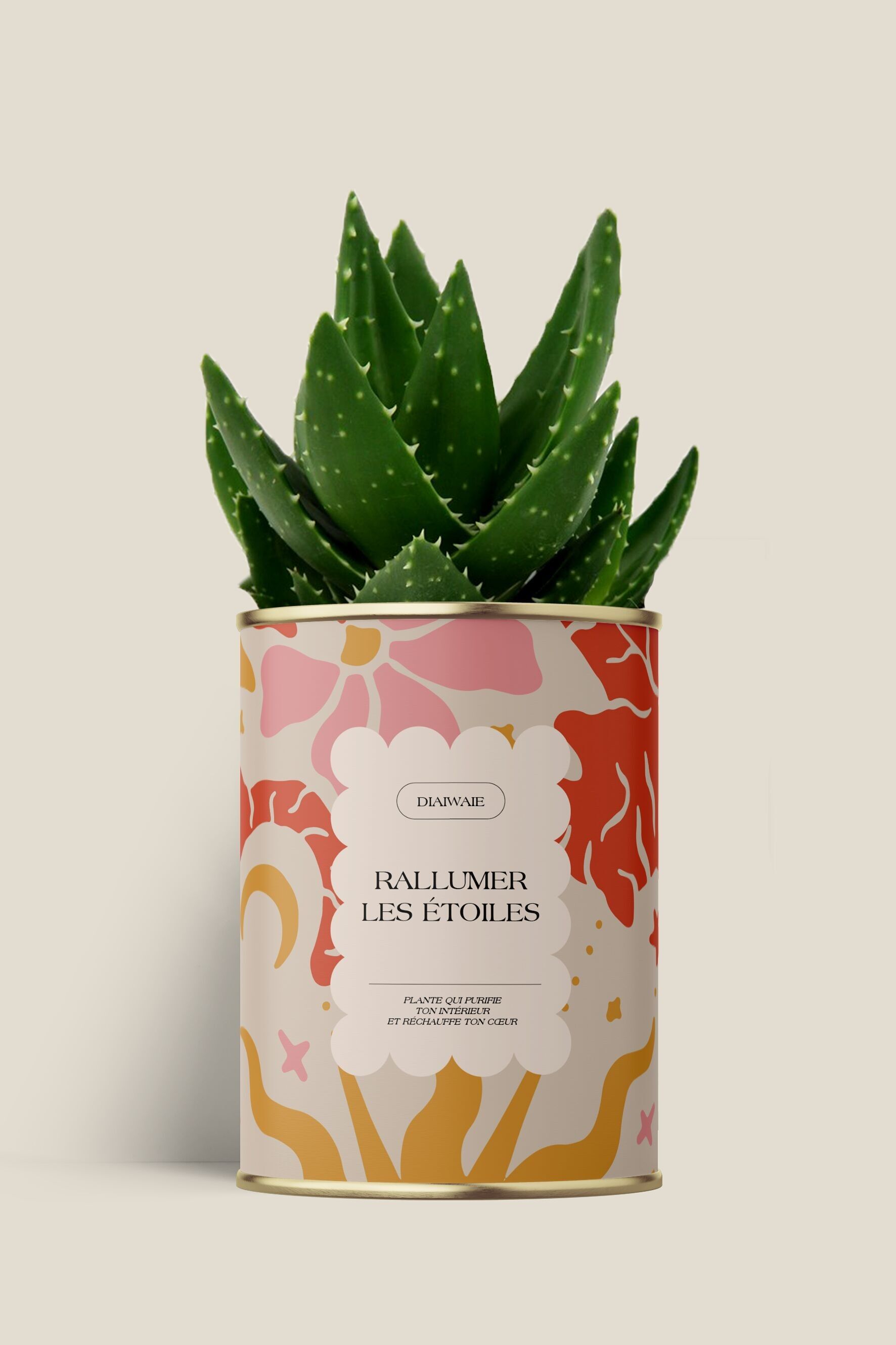 Light up the stars again - Cactus / Aloe