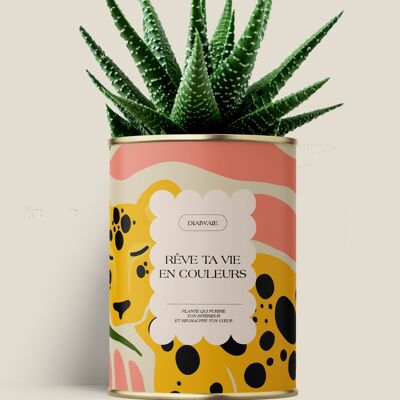 Träumen Sie Ihr Leben in Farben – Kaktus / Aloe
