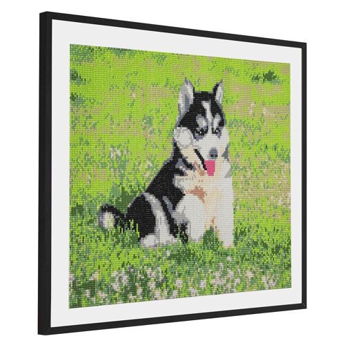 Diamond Painting Husky, 40x50 cm, Round Drills