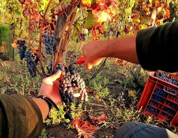 Racines rouges de l'Etna 4