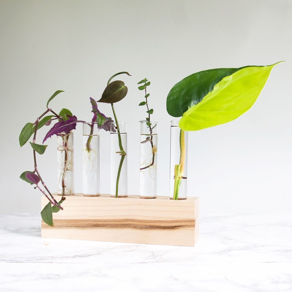 Stazione di propagazione Steklab 5 provette