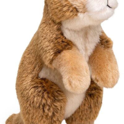 Cucciolo di canguro, in piedi - 20 cm (altezza) - Parole chiave: animale selvatico esotico, Australia, peluche, peluche, animale di peluche, peluche