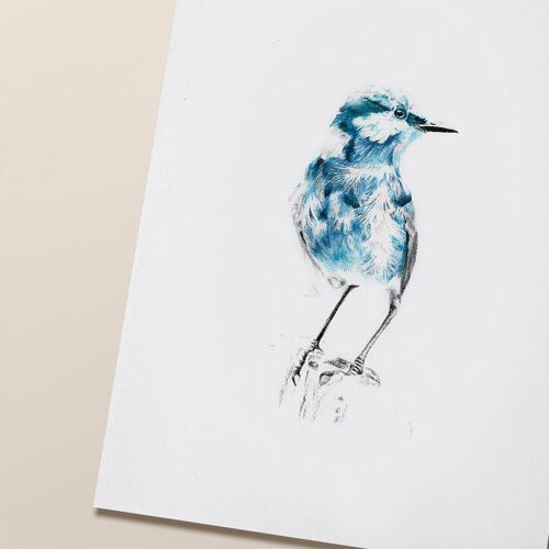 Affiche oiseau "Blue Bird" A5 - tirages limités et signés