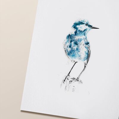 Affiche oiseau "Blue Bird" A5 - tirages limités et signés