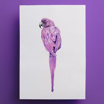 Affiche oiseau "Magenta Bird" A5 - tirages limités et signés 2