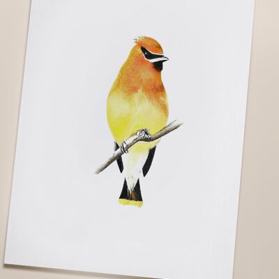Póster de pájaros "Yellow Bird" A5 - impresiones limitadas y firmadas