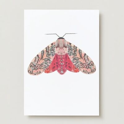 Cartolina d'auguri di falena insetto rosa rossa