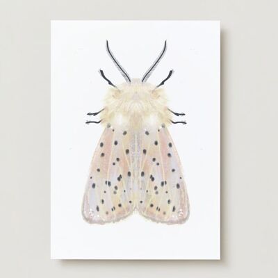 White moth insect moth greeting card