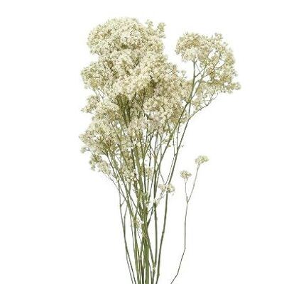 GYPSOPHILA / PANICULATA MILLION DAISY PRESERVED