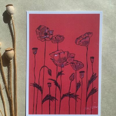 Postcard corn poppy