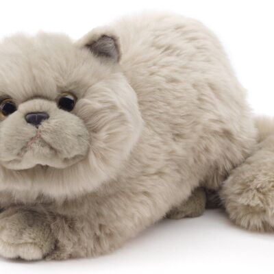 Chat persan gris, couché - 31 cm (longueur) - Mots clés : chat, chaton, animal de compagnie, peluche, peluche, peluche, peluche