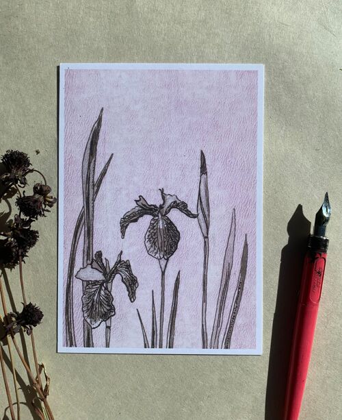 Postkarte Iris