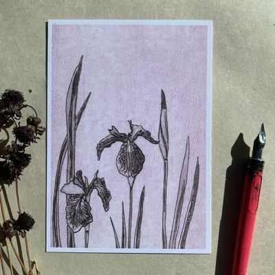 Postcard iris