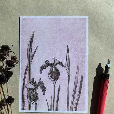 Iris da cartolina