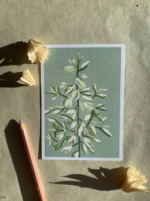 Postkarte Yuccablüte