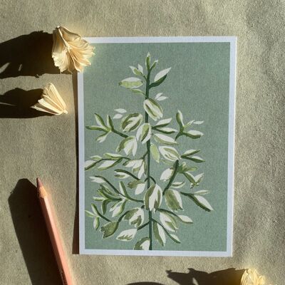 Cartolina fiore di yucca